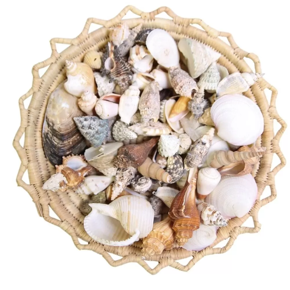 Coquillages à gogo ! --HOPTOYS Shop