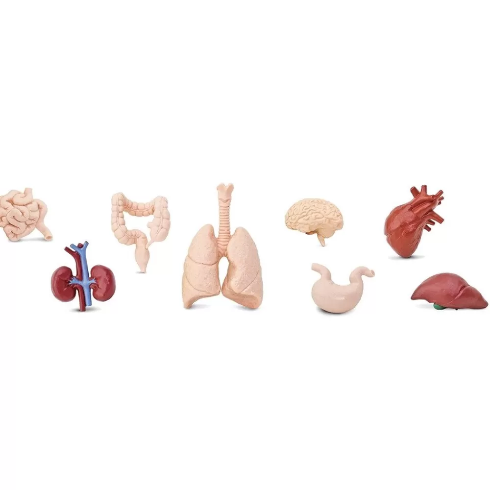 Figurines organes corps humains --HOPTOYS Hot