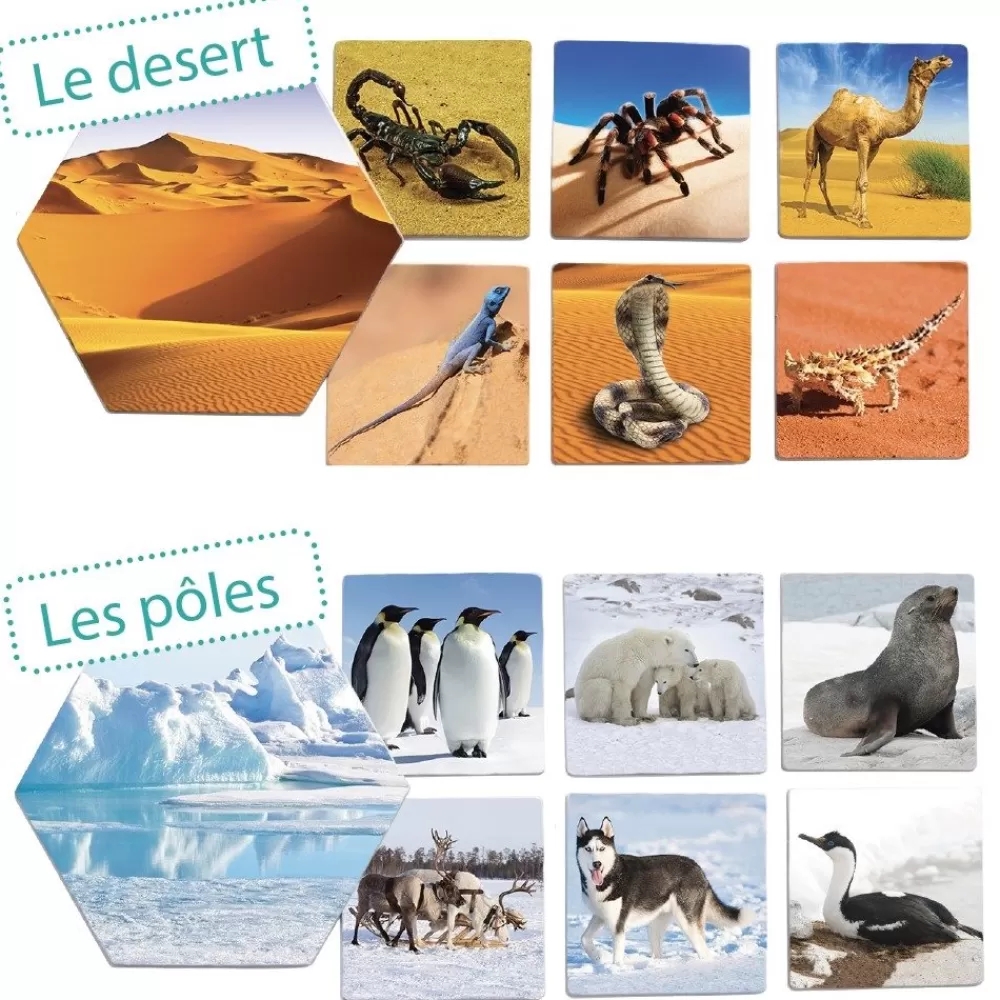 Où les animaux vivent-ils ? --HOPTOYS Sale